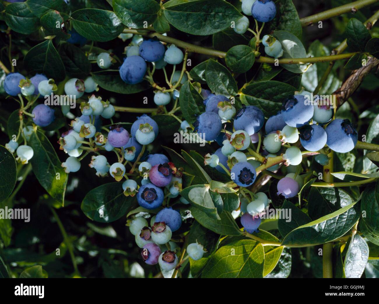 Blueberry - `Bluejay'   FRU070138 Stock Photo